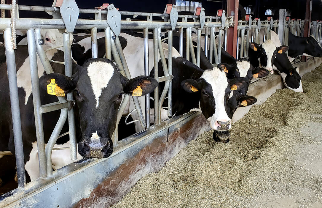 Así no hay rentabilidad: los ganaderos de vacuno han recibido desde 2019 un precio por la leche casi el 9% inferior al coste de producción