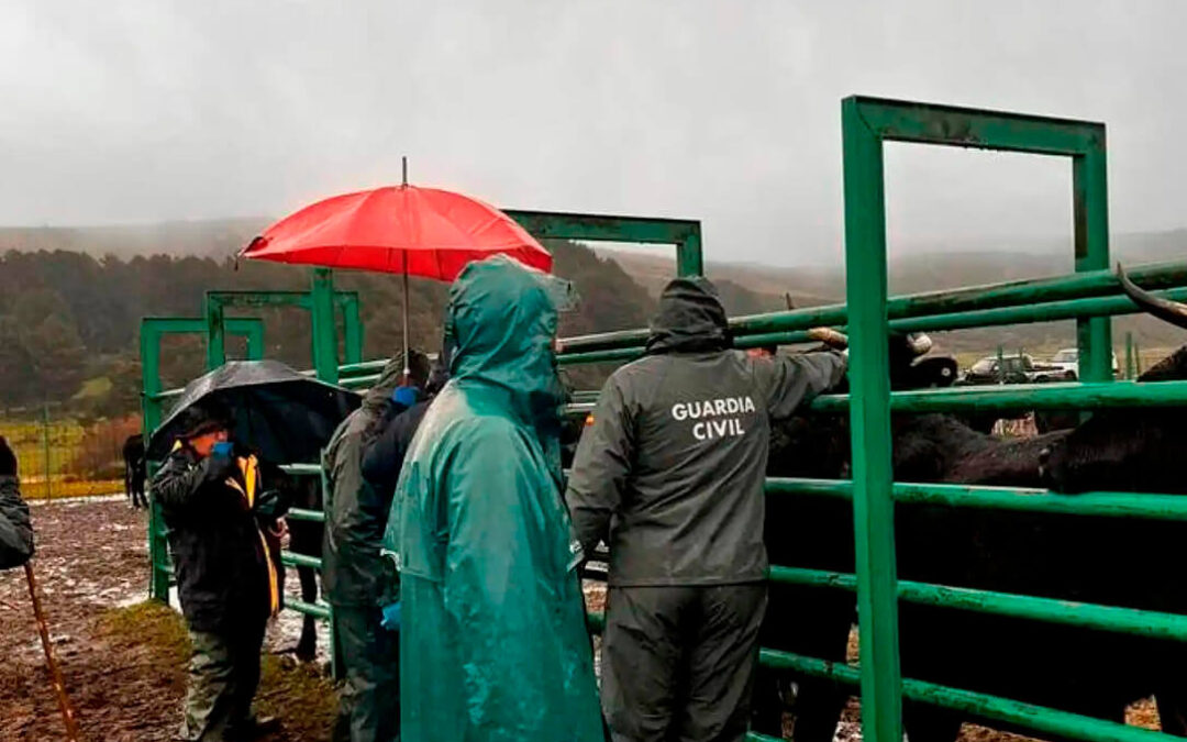 Cuatro ganaderos abulenses son investigados por irregularidades en cinco explotaciones e inmovilizado todo su ganado