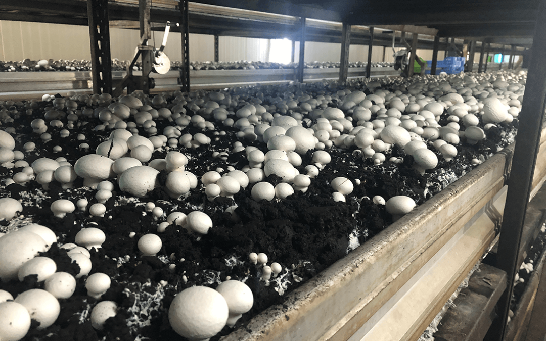La Cooperativa Champinter advierte que los precios de la paja complican la viabilidad del cultivo del champiñón