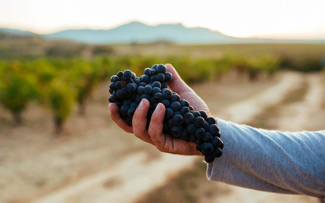 La DOCa Rioja califica como ‘Muy Buena’ su cosecha de 2022 tras analizare un total de 5.102 muestras