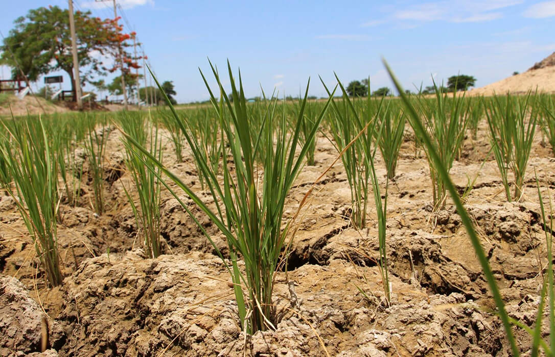 El ministro Planas defiende que el «Gobierno no está en funciones y podrá implementar el decreto sobre la sequía»