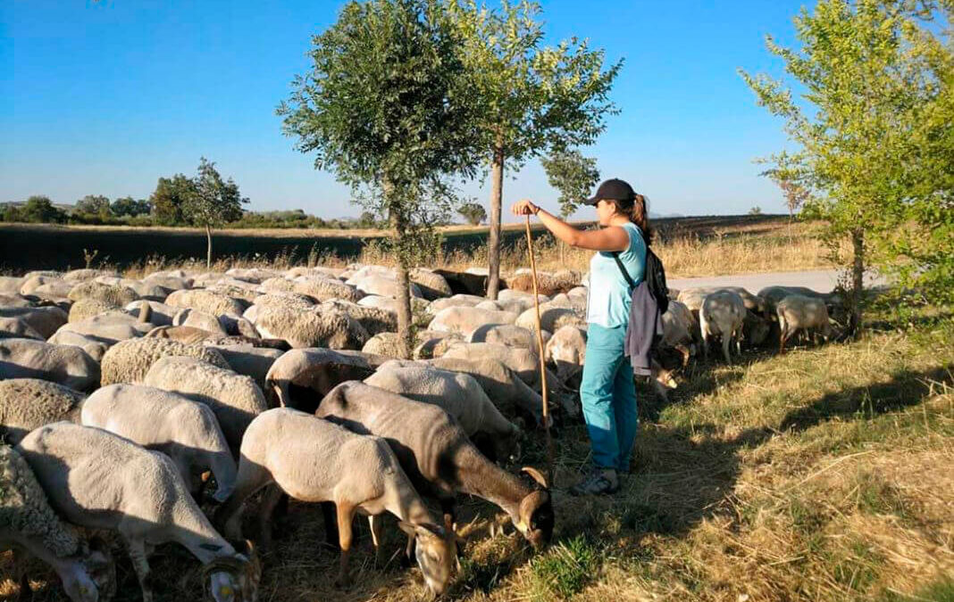 Castilla-La Mancha promueve la formación de nuevos pastores, con empleabilidad del 100%