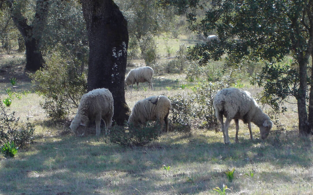 Extremadura autoriza hasta finales de noviembre el uso de alimento convencional para el ganado ecológico por la sequía