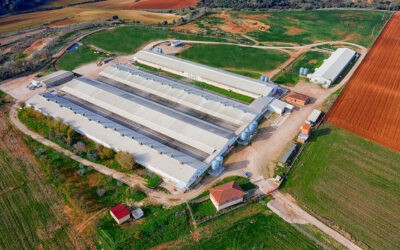 La fusión de varias compañías da origen a la creación de Hevo Group, el segundo mayor productor de huevos de España