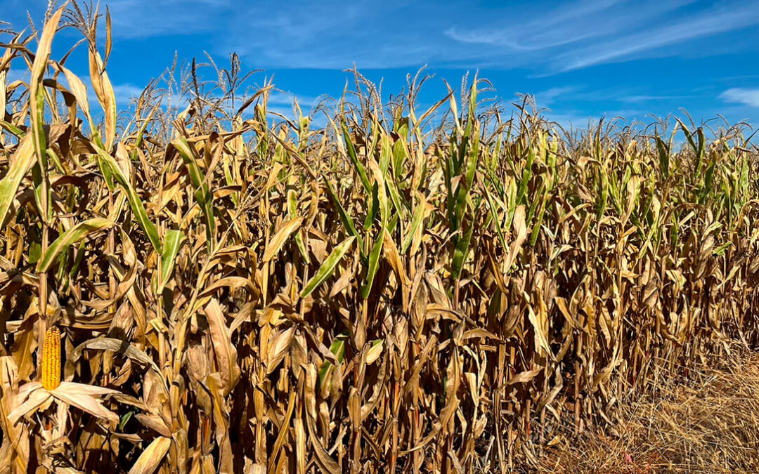 Los últimos ensayos en maíz en León con Polysulphate mezclado con el abonado de fondo aumentan la producción en 400 kg/ha