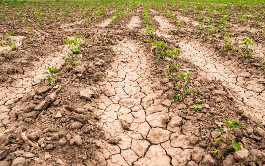Andalucía reclama al Estado que pida a Bruselas la ampliación de la Reserva de Crisis de la PAC por la sequía y habilitar 70 millones más de ayudas