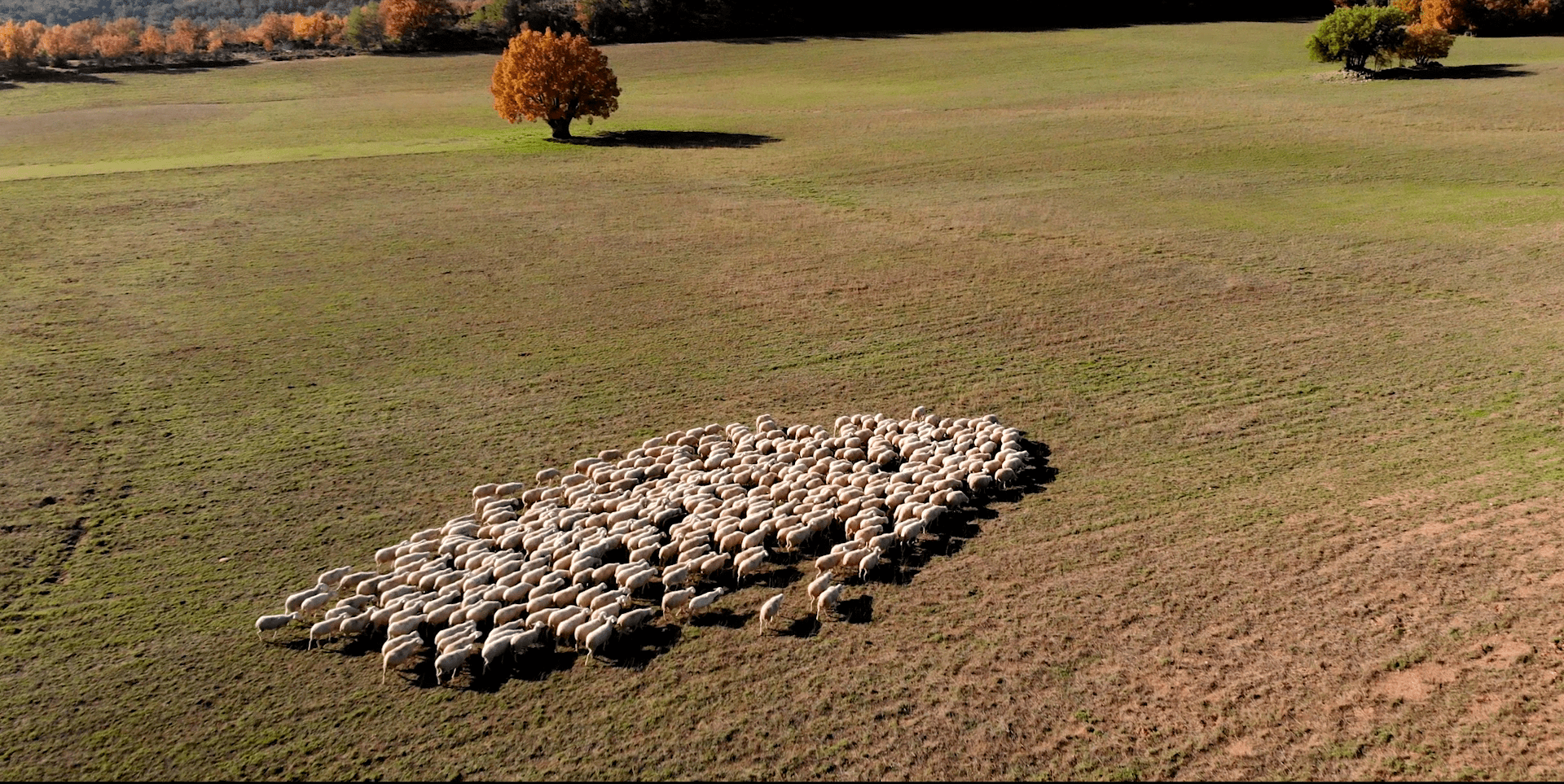 Trashumancia el viaje a pie de un pastor y sus 1.700 ovejas, de