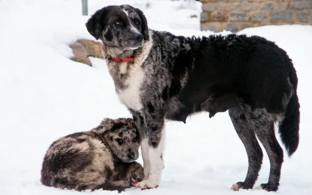 El «boom» de las mascotas se convierte en una vía de escape contra la extinción de los perros pastores y la caída del pastoreo