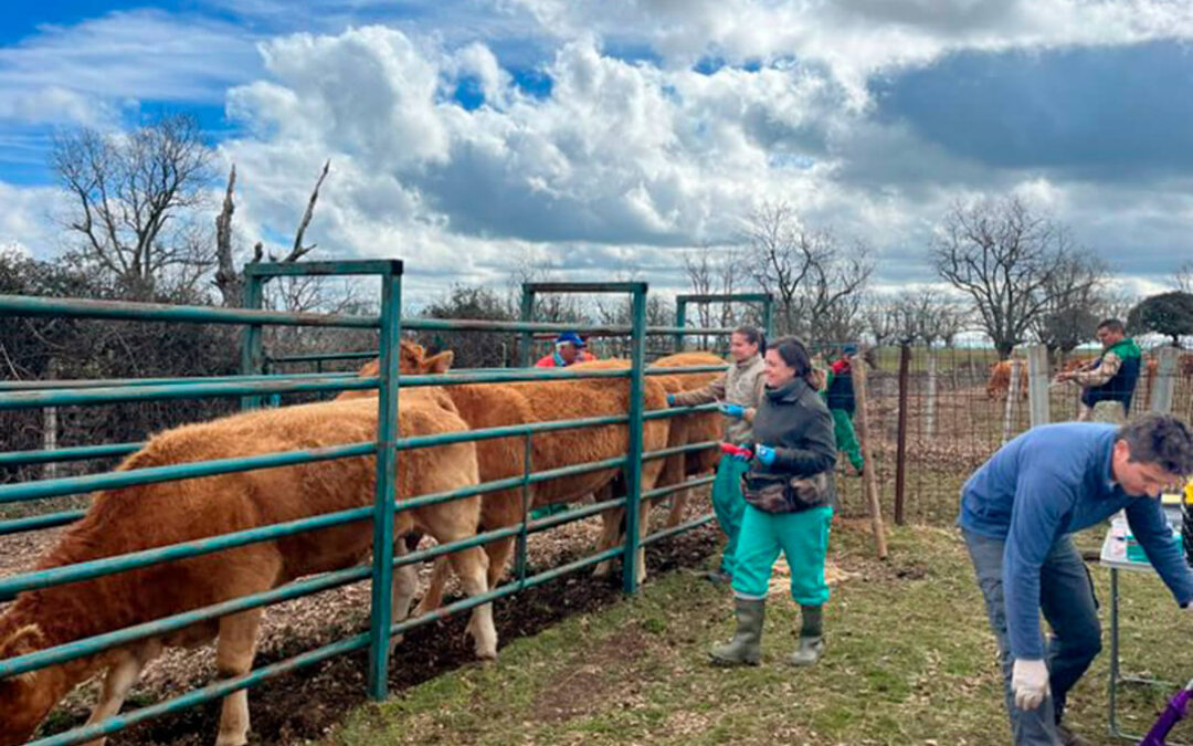 Las medidas por la tuberculosis bovina divide a todos: los ganaderos piden ayudas a la Junta de CyL y los veterinarios apoyan al Gobierno
