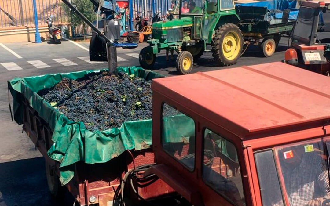 Advierten que pese a la destilación de crisis algunas bodegas ya se plantean la posibilidad de no comprar uva la próxima vendimia