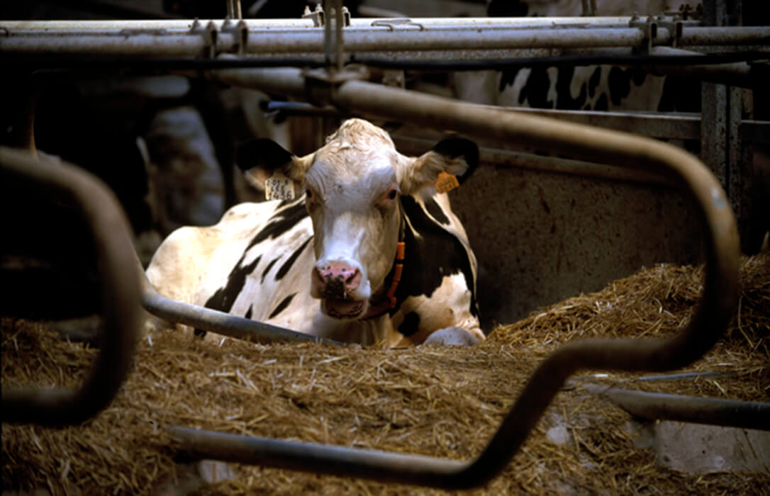 El futuro del sector lácteo llega al Supremo: la industria quiere tumbar la Ley de la Cadena y la obligación de pagar por encima de costes