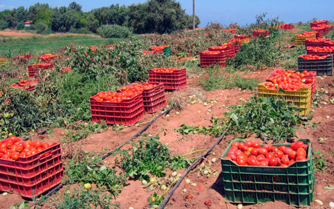 La importación de Marruecos y la política comunitaria de fitosanitarios y envases amenaza la producción comunitaria del tomate