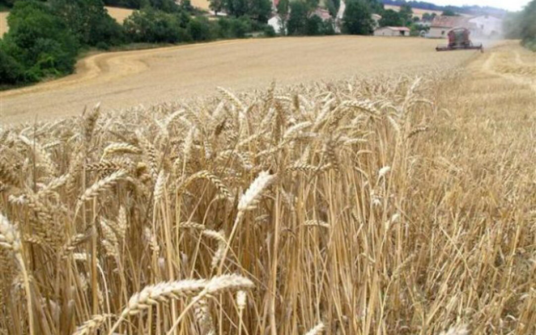 Auguran una producción de cereal «catastrófica» con una caída superior al 90% en Extremadura