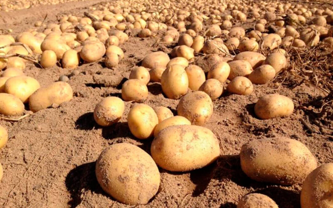 La campaña de recolección de patata nueva temprana comienza con una importante reducción de la producción de hasta el 35%