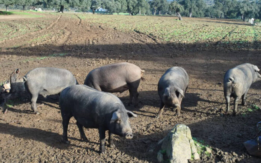 Reclaman al Gobierno la inclusión del porcino ibérico en extensivo en las ayudas por sequía al volver a quedar relegado de cualquier ayuda