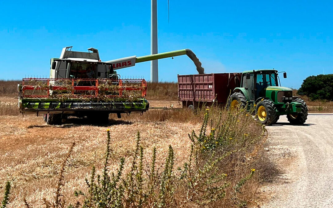 Semana de transición en el mercado cerealista de la lonja del Ebro ante la falta de oferta