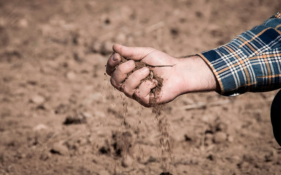 La sequía asfixia al 80% del campo español, incluidas 5 millones de hectáreas de secano, y destroza en un mes un 20% más de cultivos