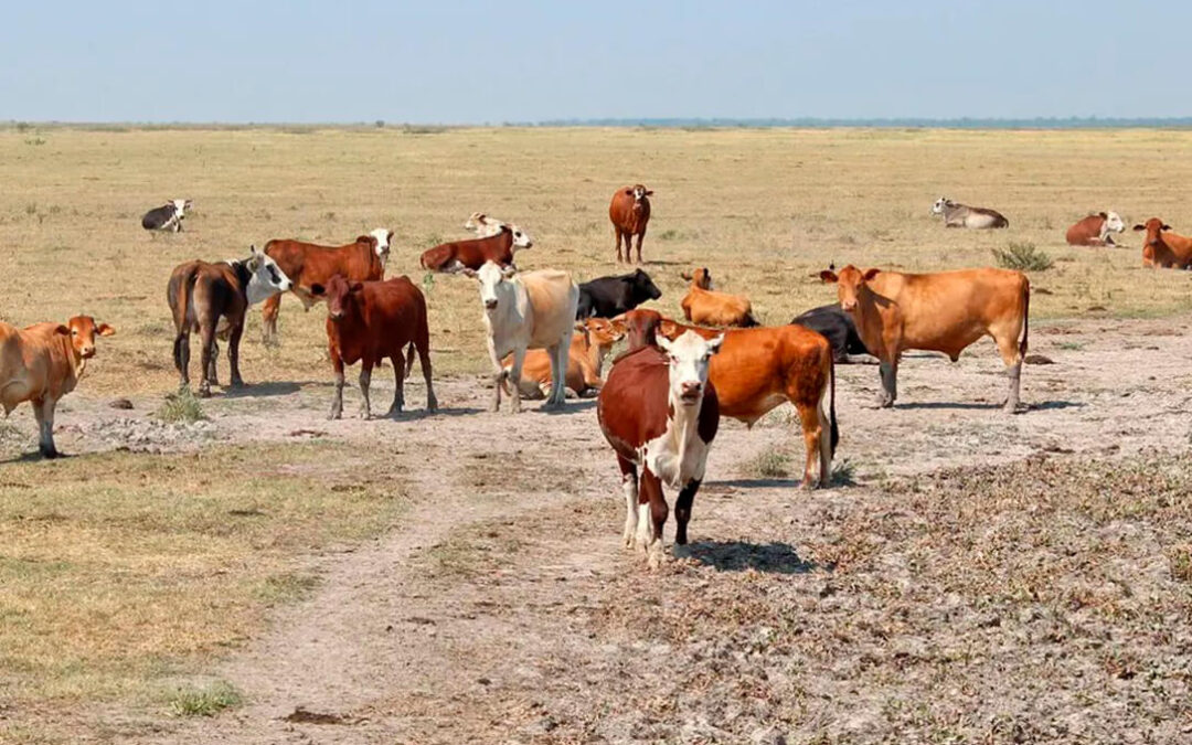 Critican la discriminación sufrida por la ganadería de la Comunidad de Madrid en el último plan del Gobierno por la sequía