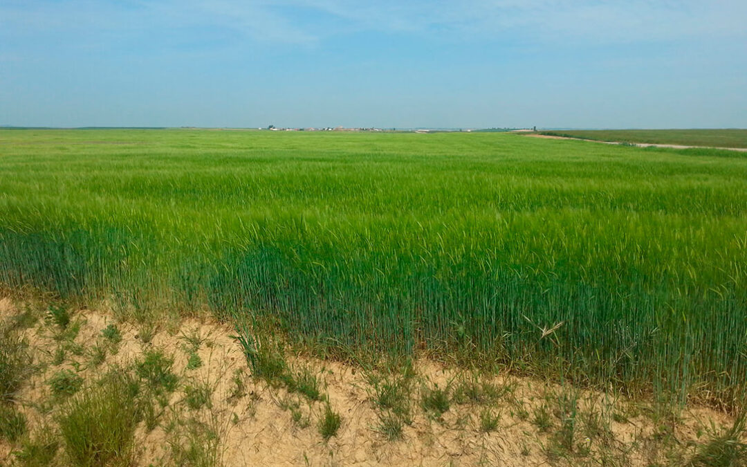 Pagos por la sequía: Planas pide a las comunidades datos sobre los cultivos para repartir las ayudas directas