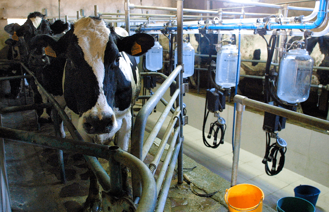 Denuncian en el Supremo el comportamiento «éticamente impresentable» de las industrias lácteas y su intento de acabar con la Ley de La cadena