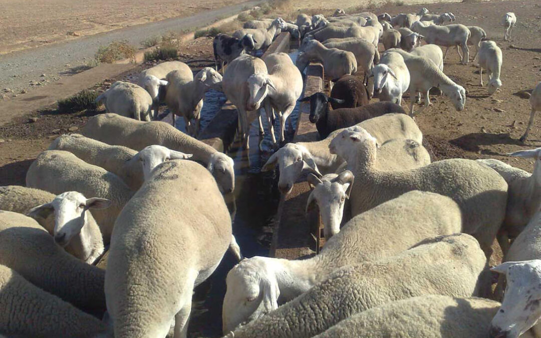 Detectan un nuevo foco de viruela ovina en una explotación de ganado ovino y caprino de leche en Cuenca