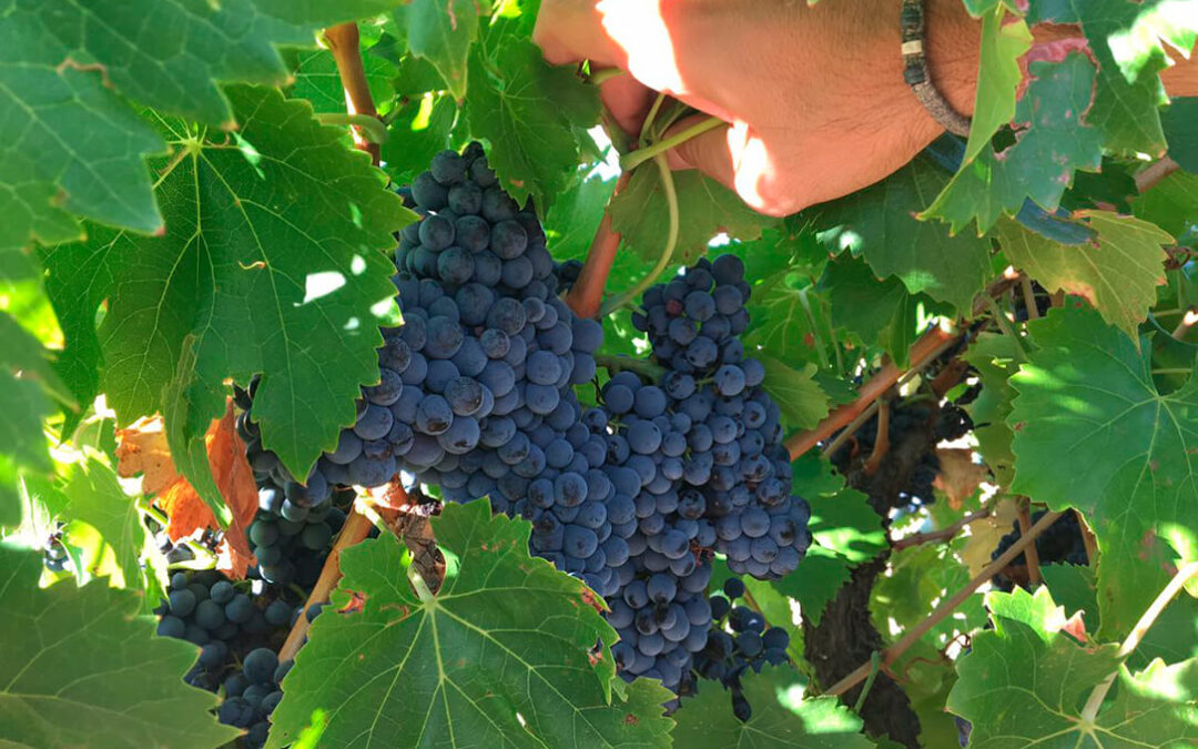 La Comisión Europea adopta medidas excepcionales para apoyar al sector del vino como la destilación de crisis o el aclareo de uvas