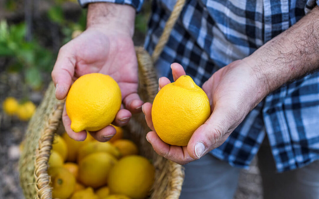 El BOE publica los cinco contratos-tipo de compraventa para la próxima campaña del limón y el pomelo 2023/2024