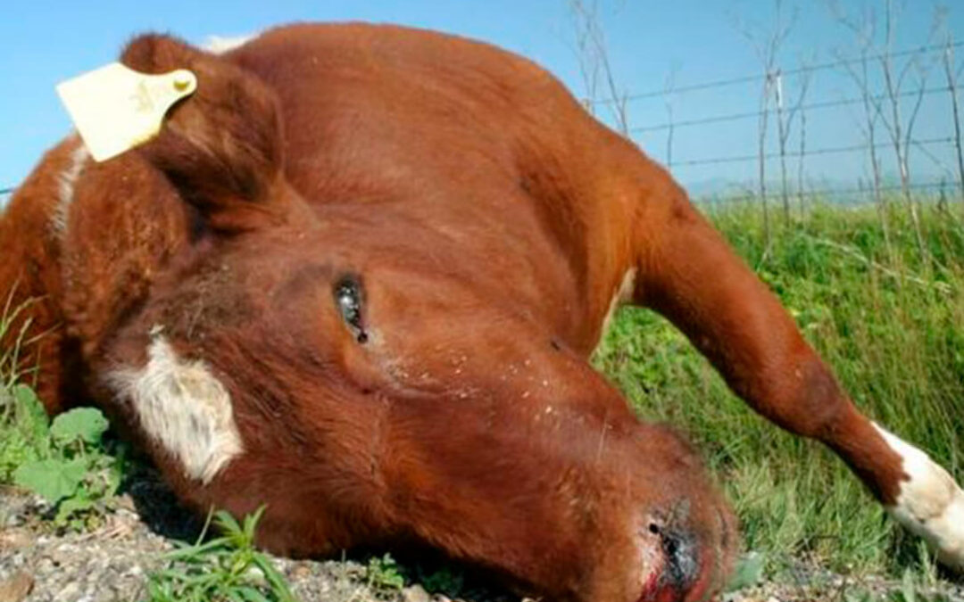 Detectan un foco de ántrax en una explotación de ganado bovino en Asturias que ha matado a 8 animales por pasto infectado