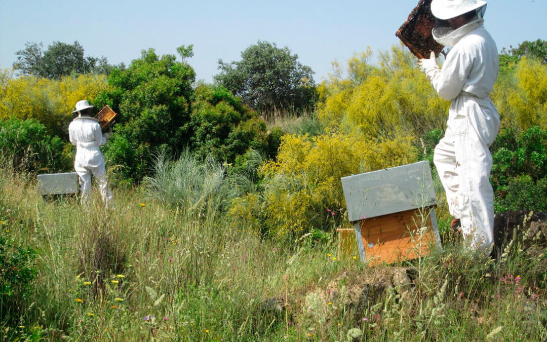 Reclaman a la Junta andaluza que publique ya la normativa para que los apicultores accedan a las ayudas por sequía