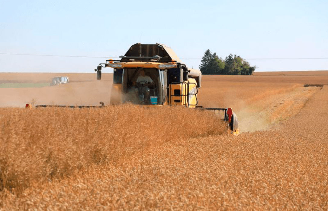 La cosecha de cereales de invierno sufrirá un drástico recorte y apenas superará los 5 millones de toneladas