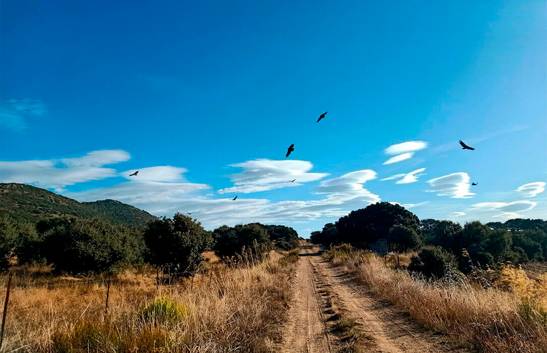 Los ataques de buitres al ganado se extienden por España y en Extremadura denuncian que se han convertido en depredadores de reses vivas