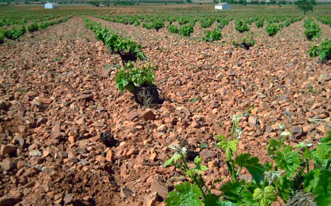 El Ministerio de Agricultura amplía en un mes el plazo para la justificación y solicitud de pago de las ayudas en inversiones vitivinícolas