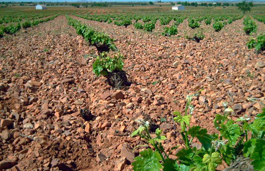 El Ministerio de Agricultura amplía en un mes el plazo para la justificación y solicitud de pago de las ayudas en inversiones vitivinícolas
