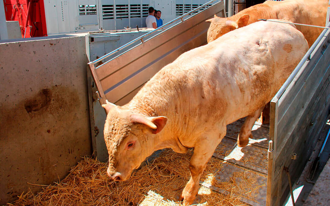 El sector del vacuno de carne pide a Bruselas que se debe equilibrar la norma de bienestar animal en el transporte