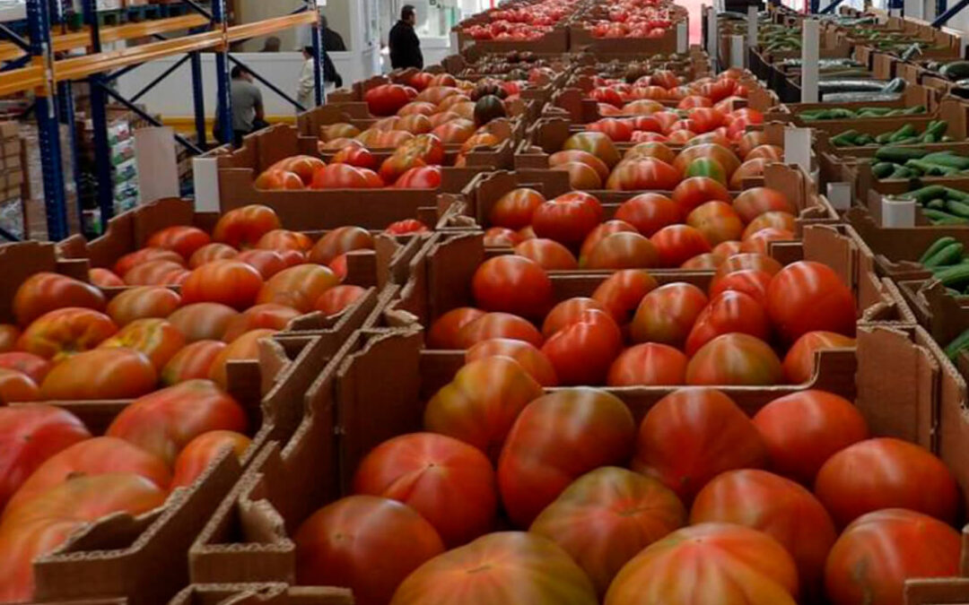 Pregunta ante la CE para exigir a Bruselas que equilibre la competencia del tomate español frente al marroquí