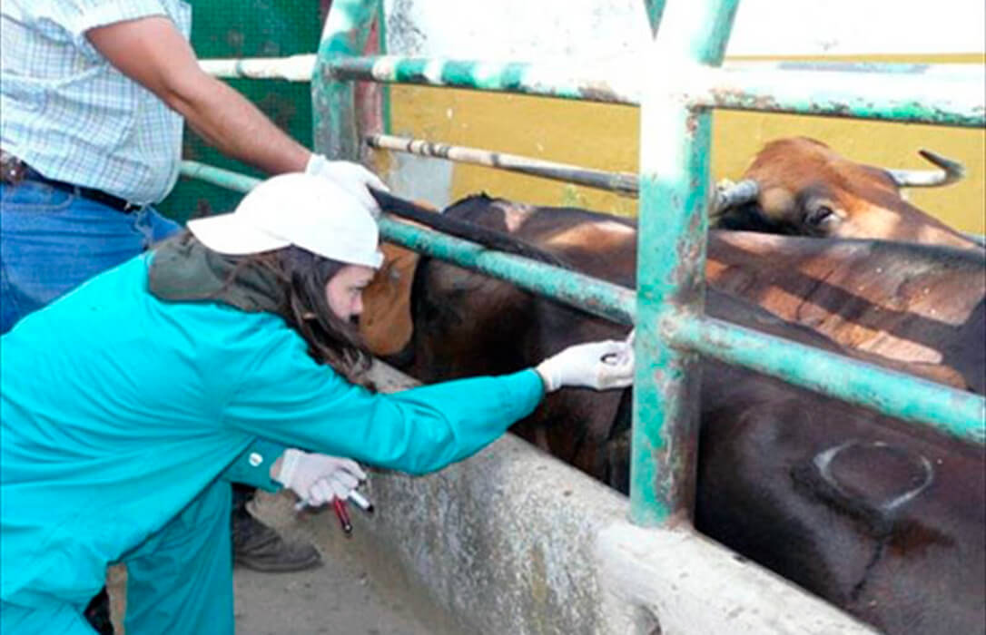 La politización del campo sigue presente: Planas avisa de la gravedad de relajar los requisitos de control de la tuberculosis bovina