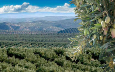 Nueve cooperativas andaluzas buscan ampliar la prestación a sus socios incorporando el servicio de gestión de fincas