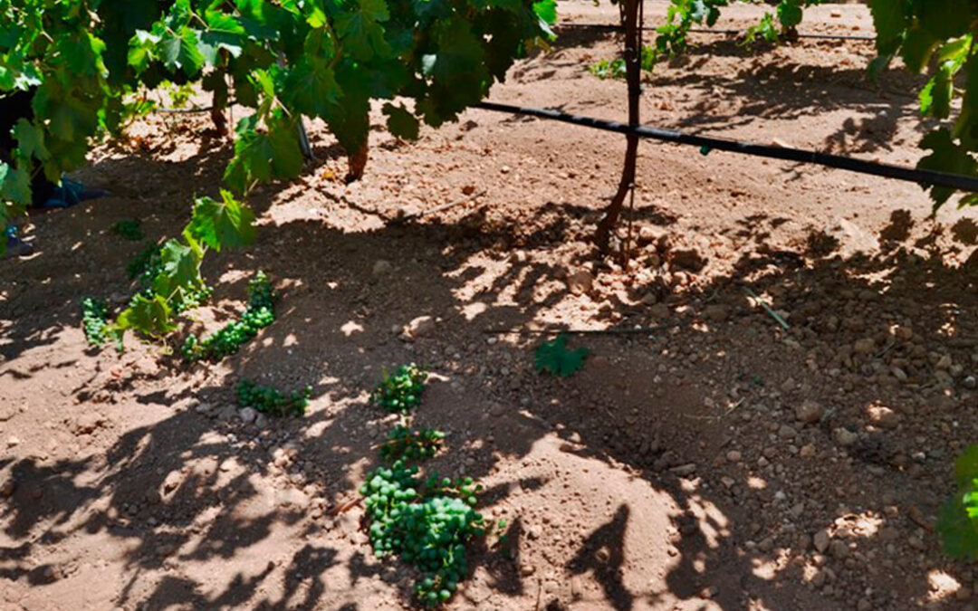 Las ayudas a la cosecha en verde en el viñedo acaban siendo un fiasco y el porcentaje de agricultores que se han acogido no llega al 2%