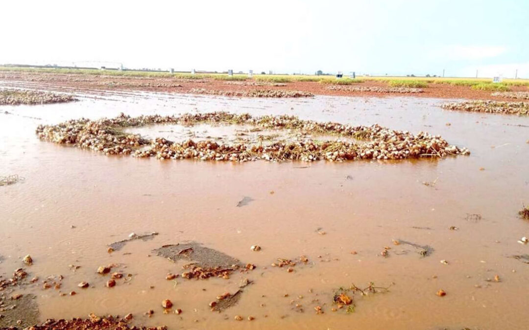Las lluvias provocan daños de hasta el 90% en parcelas de ajo de Castilla-La Mancha cuando ya estaban cortados y agrupados para su recolección