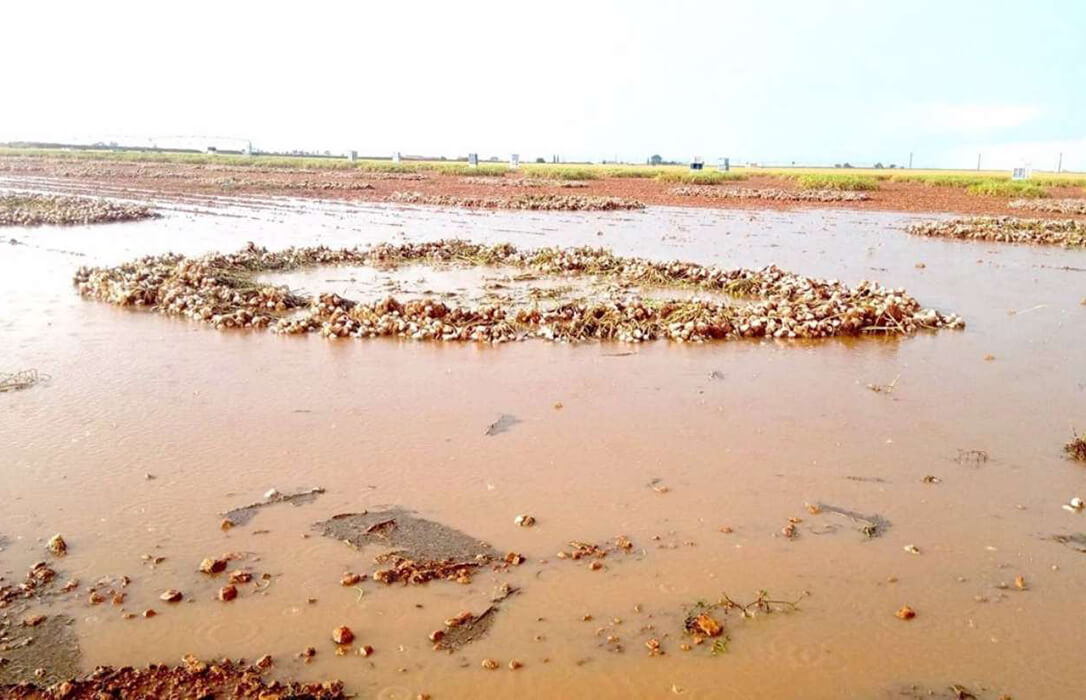 Las lluvias provocan daños de hasta el 90% en parcelas de ajo de Castilla-La Mancha cuando ya estaban cortados y agrupados para su recolección