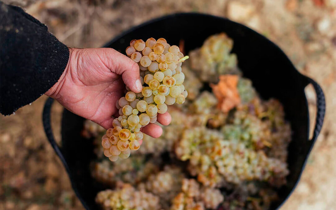 La DOCa Rioja amparará el 90% del rendimiento para las uvas tintas y el 100% para las blancas en las normas de campaña para la vendimia