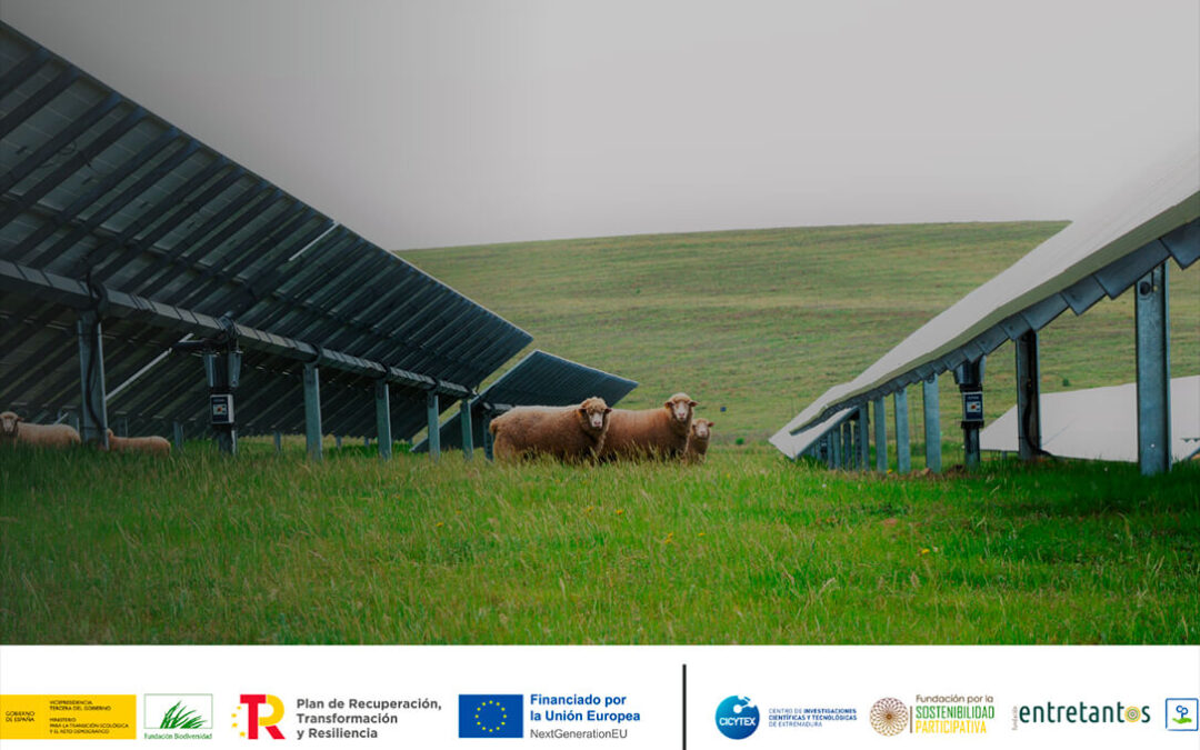 CICYTEX ensayará estrategias de gestión ganadera en plantas fotovoltaicas extremeñas para hacerlas más sostenibles