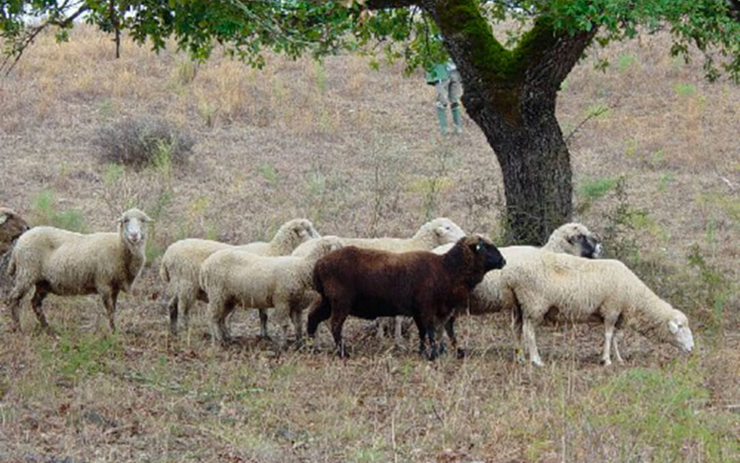 Lanzan un proyecto conjunto para facilitar el relevo generacional en la ganadería extensiva de la Sierra de Cádiz