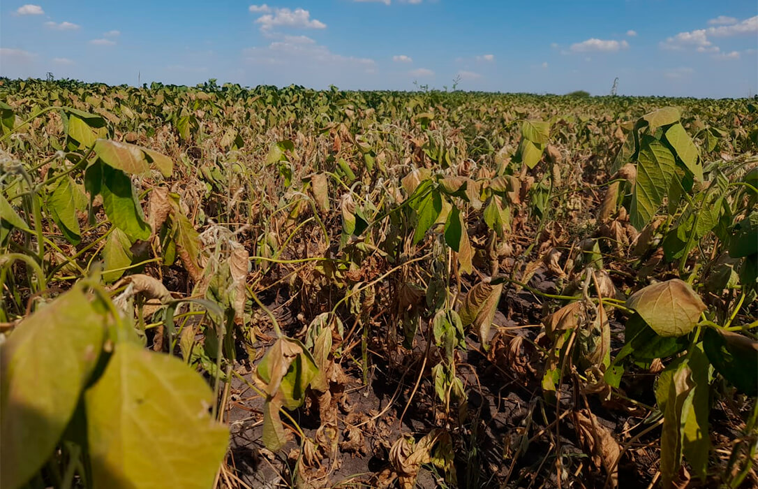 El Ministerio de Agricultura duplica la ayuda de la línea ICO-MAPA-SAECA para subvencionar créditos, que asciende ya a 40 millones de euros