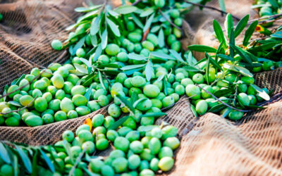 Grupo Jaencoop pulveriza sus cifras récord y vuelve a marcar un nuevo máximo histórico con una cifra de negocio de 280 millones