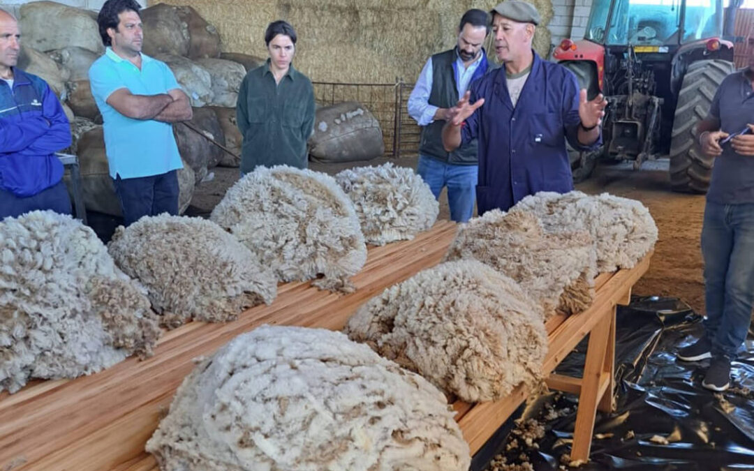 Acuerdo de colaboración para preservar la lana Merino original de España y proteger la ganadería en el entorno rural