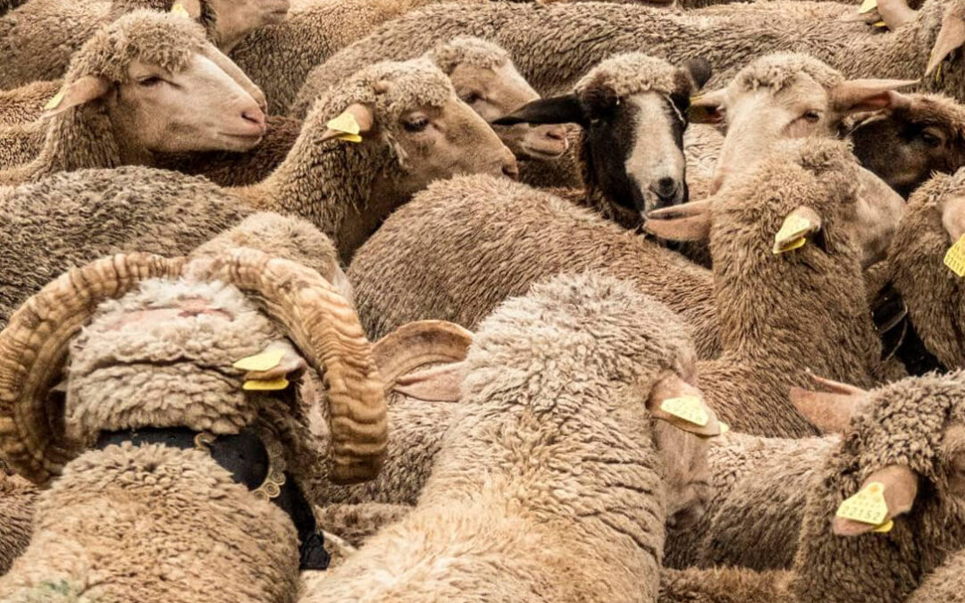La CE prorroga hasta 2024 e, incluso, las amplía en Cuenca las medidas por viruela ovina en Andalucía y Castilla-La Mancha
