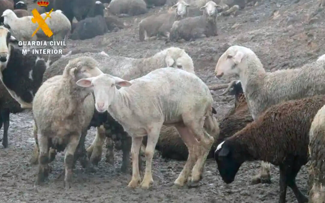 La Guardia Civil se incauta de 250 ovejas maltratadas y precinta parte de una explotación donde se proyectaba montar un matadero ilegal