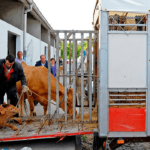 Paso atrás de la Junta de Castilla y León en su autorización de movimiento de ganado bovino tras la intervención ministerial