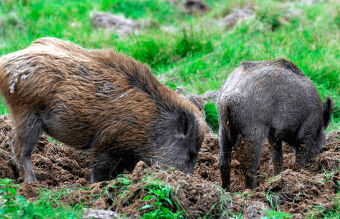 Instan al Ministerio a controlar la población de jabalí como medida preventiva frente a una peste porcina que ya tiene 3 focos en Italia